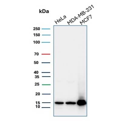 Histone H3.1 [p Ser10] Antibody (rHH3/9924)