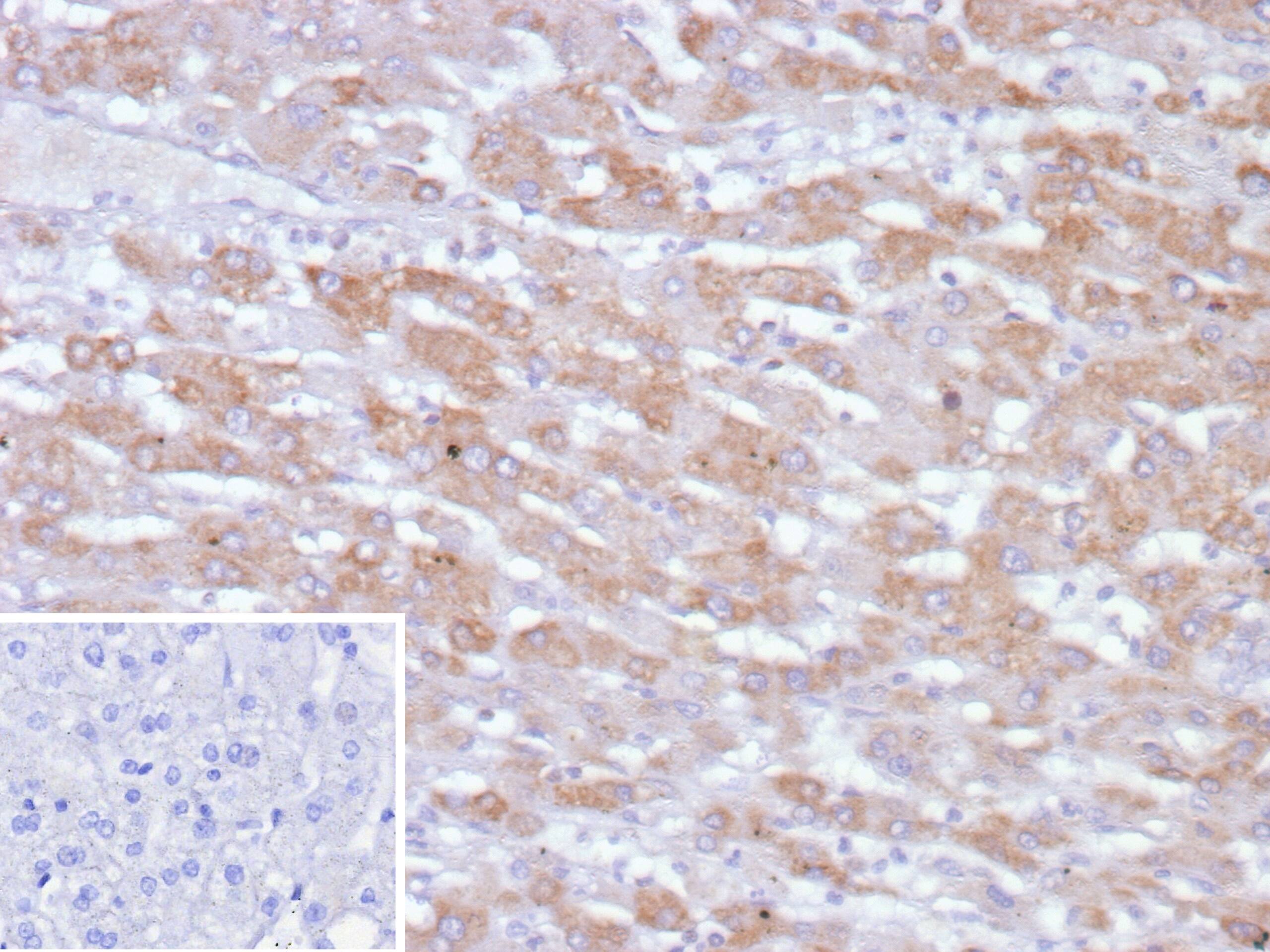 PHPT1 Antibody (PHPT1/12053)