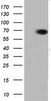 PEX5 Antibody (OTI6C4) Western Blot;PEX5 Antibody (OTI6C4)[NBP3-44634]-