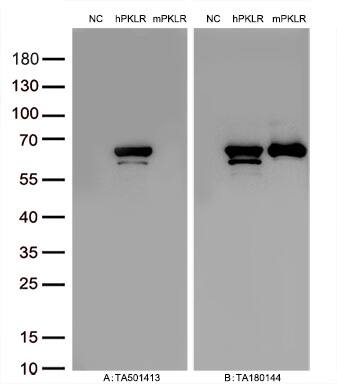 Pyruvate Kinase Antibody (OTI1H4) Western Blot;Pyruvate Kinase Antibody (OTI1H4)[NBP3-44636]-