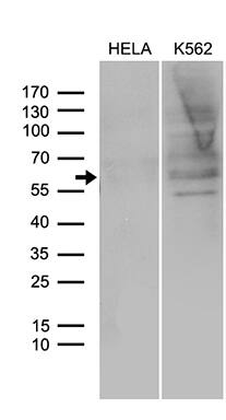 SPAG4 Antibody (OTI3E9) Western Blot;SPAG4 Antibody (OTI3E9)[NBP3-44837]-