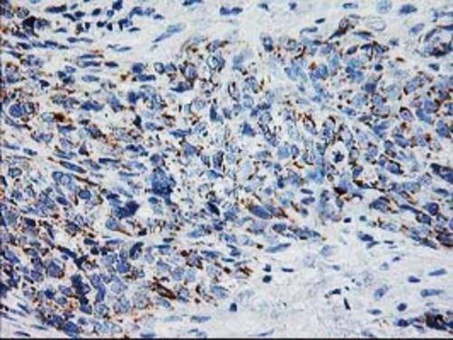 XPNPEP3 Antibody (OTI4B8) Immunohistochemistry;XPNPEP3 Antibody (OTI4B8)[NBP3-44641]-