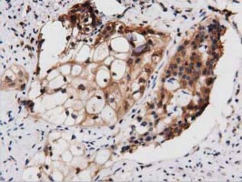 PEPD Antibody (OTI1B7) Immunohistochemistry;PEPD Antibody (OTI1B7)[NBP3-44639]-