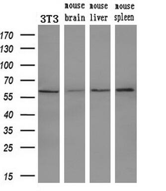 PEPD Antibody (OTI1B7) Western Blot;PEPD Antibody (OTI1B7)[NBP3-44639]-