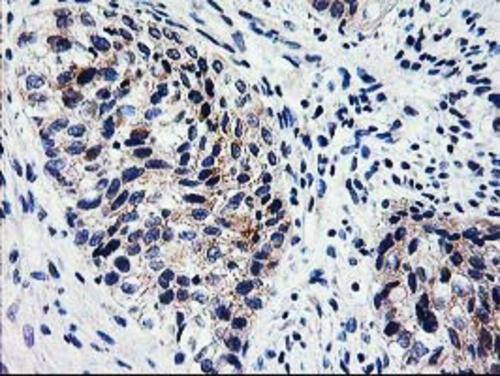XPNPEP3 Antibody (OTI5G2) Immunohistochemistry;XPNPEP3 Antibody (OTI5G2)[NBP3-44640]-