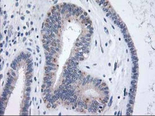 XPNPEP3 Antibody (OTI5G2) Immunohistochemistry;XPNPEP3 Antibody (OTI5G2)[NBP3-44640]-