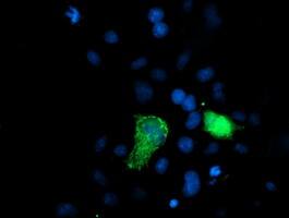 XPNPEP3 Antibody (OTI4B8) Immunocytochemistry/ Immunofluorescence;XPNPEP3 Antibody (OTI4B8)[NBP3-44641]-