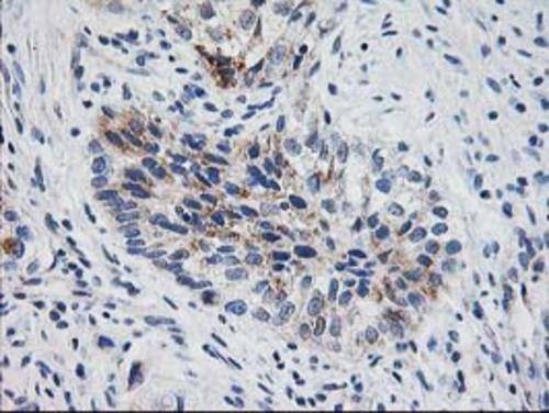 XPNPEP3 Antibody (OTI4B8) Immunohistochemistry;XPNPEP3 Antibody (OTI4B8)[NBP3-44641]-