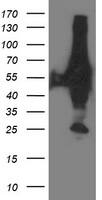 XPNPEP3 Antibody (OTI4B8) Western Blot;XPNPEP3 Antibody (OTI4B8)[NBP3-44641]-