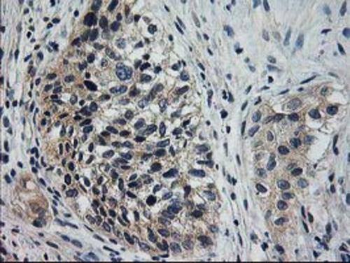 XPNPEP3 Antibody (OTI2D5) Immunohistochemistry;XPNPEP3 Antibody (OTI2D5)[NBP3-44642]-