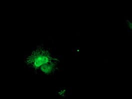 PECI Antibody (OTI1C8) Immunocytochemistry/ Immunofluorescence;PECI Antibody (OTI1C8)[NBP3-44644]-