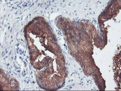 PECI Antibody (OTI1C8) Immunohistochemistry;PECI Antibody (OTI1C8)[NBP3-44644]-