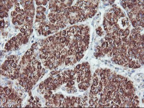 PECI Antibody (OTI1C8) Immunohistochemistry;PECI Antibody (OTI1C8)[NBP3-44644]-
