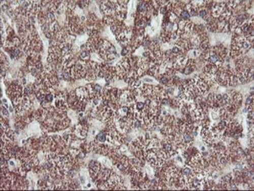 PECI Antibody (OTI1C8) Immunohistochemistry;PECI Antibody (OTI1C8)[NBP3-44644]-