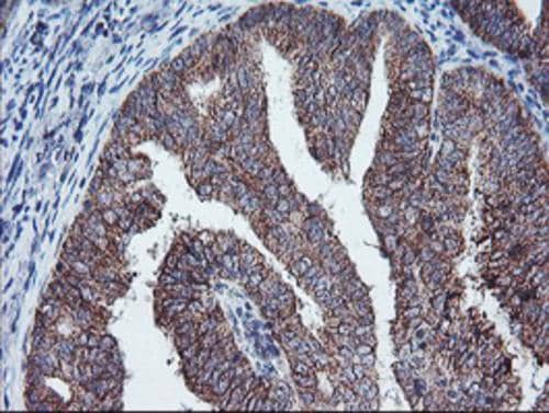 PECI Antibody (OTI1C8) Immunohistochemistry;PECI Antibody (OTI1C8)[NBP3-44644]-
