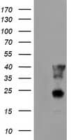 PECI Antibody (OTI1C8) Western Blot;PECI Antibody (OTI1C8)[NBP3-44644]-