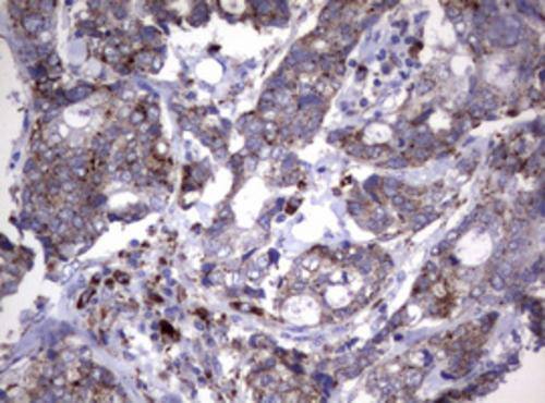 NEU-1/Sialidase-1 Antibody (OTI3B3) Immunohistochemistry;NEU-1/Sialidase-1 Antibody (OTI3B3)[NBP3-44669]-