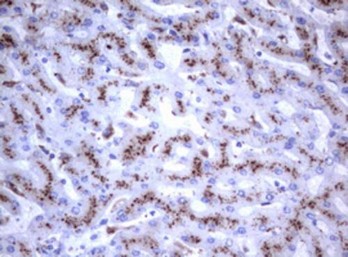 NEU-1/Sialidase-1 Antibody (OTI3B3) Immunohistochemistry;NEU-1/Sialidase-1 Antibody (OTI3B3)[NBP3-44669]-