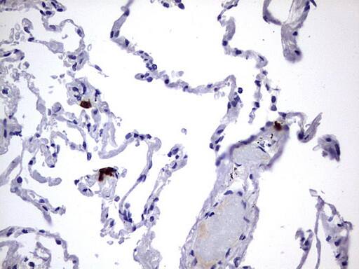 USP48 Antibody (OTI1F10) Immunohistochemistry;USP48 Antibody (OTI1F10)[NBP3-44676]-