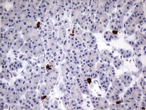 USP48 Antibody (OTI1F10) Immunohistochemistry;USP48 Antibody (OTI1F10)[NBP3-44676]-