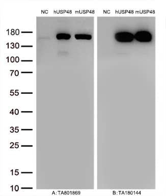 USP48 Antibody (OTI1F10) Western Blot;USP48 Antibody (OTI1F10)[NBP3-44676]-