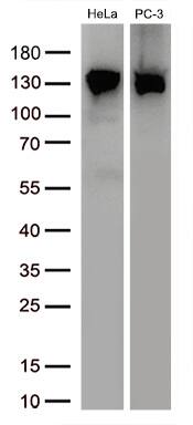 USP48 Antibody (OTI1F10) Western Blot;USP48 Antibody (OTI1F10)[NBP3-44676]-