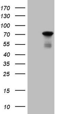 PAPSS2 Antibody (OTI5H3) Western Blot;PAPSS2 Antibody (OTI5H3)[NBP3-44689]-