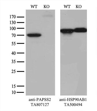 PAPSS2 Antibody (OTI6H10) Western Blot;PAPSS2 Antibody (OTI6H10)[NBP3-44692]-