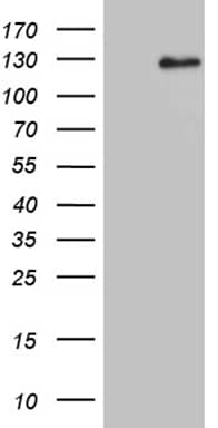 Dact1 Antibody (OTI10F12) Western Blot;Dact1 Antibody (OTI10F12)[NBP3-44718]-