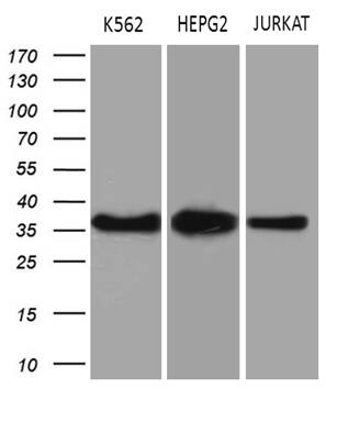 THOC3 Antibody (OTI4H6) Western Blot;THOC3 Antibody (OTI4H6)[NBP3-44742]-