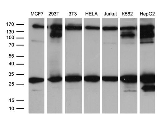 RAB23 Antibody (OTI2A8) Western Blot;RAB23 Antibody (OTI2A8)[NBP3-44745]-