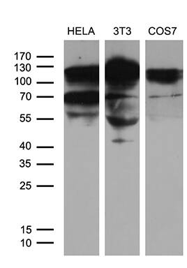 XRN2 Antibody (OTI5F4) Western Blot;XRN2 Antibody (OTI5F4)[NBP3-44752]-