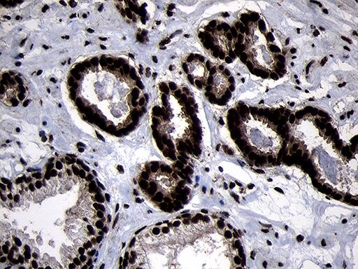 HOXC4 Antibody (OTI1F6) Immunohistochemistry;HOXC4 Antibody (OTI1F6)[NBP3-44809]-