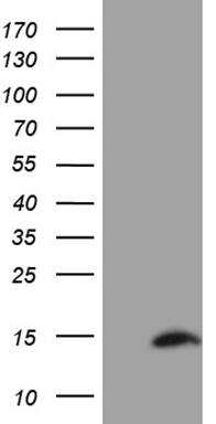 SH3BGRL Antibody (OTI8F7) Western Blot;SH3BGRL Antibody (OTI8F7)[NBP3-44815]-