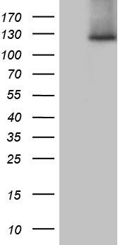 SUPT16H Antibody (OTI3B8) Western Blot;SUPT16H Antibody (OTI3B8)[NBP3-44820]-