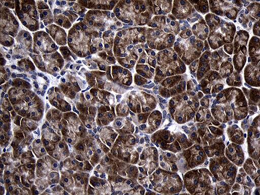 TIN2 Antibody (OTI2C12) Immunohistochemistry;TIN2 Antibody (OTI2C12)[NBP3-44828]-