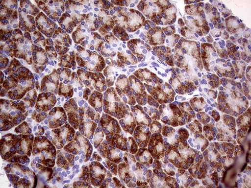 USP40 Antibody (OTI7D1) Immunohistochemistry;USP40 Antibody (OTI7D1)[NBP3-44840]-