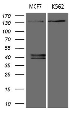 USP40 Antibody (OTI8F8) Western Blot;USP40 Antibody (OTI8F8)[NBP3-44842]-