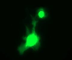 gamma C Crystallin Antibody (OTI1D6)
