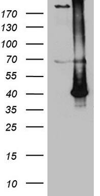 ASB13 Antibody (OTI3B2)