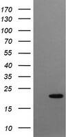 gamma C Crystallin Antibody (OTI1D6)