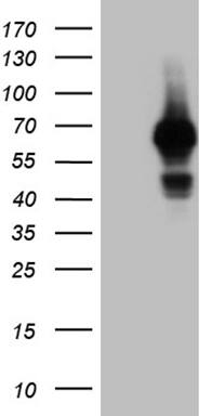 GRB7 Antibody (OTI15E7)