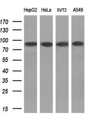DNA Polymerase iota Antibody (OTI3B5)