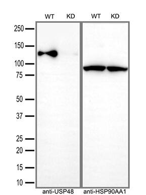 USP48 Antibody (OTI1F10)