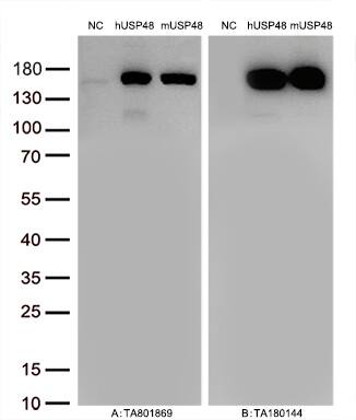 USP48 Antibody (OTI1F10) Western Blot;USP48 Antibody (OTI1F10)[NBP3-44883]-