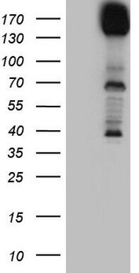 DCC Antibody (OTI5D10)