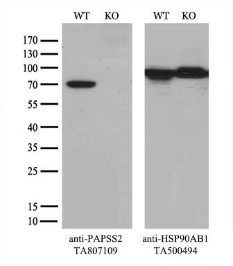 PAPSS2 Antibody (OTI3H10)