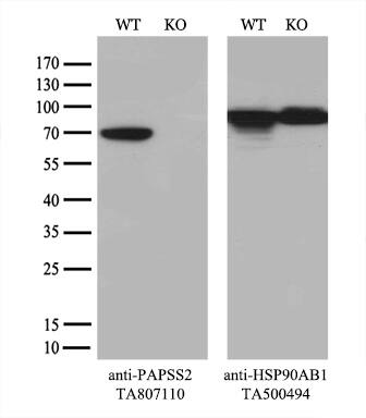 PAPSS2 Antibody (OTI5H3) Western Blot;PAPSS2 Antibody (OTI5H3)[NBP3-44894]-