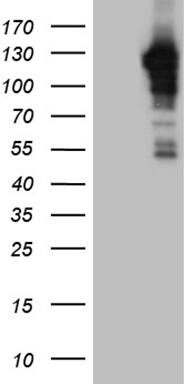 JIP1 Antibody (OTI1D9)