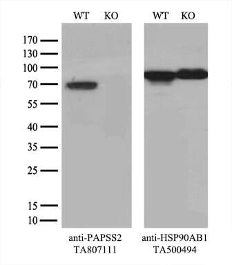 PAPSS2 Antibody (OTI1E12) Western Blot;PAPSS2 Antibody (OTI1E12)[NBP3-44896]-
